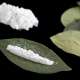 cocaina leaves