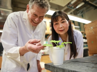 Stanton Gelvin (left), the Edwin Umbarger Distinguished Professor of Biology, and Lan-Ying Lee, research scientist, in the Department of Biological Sciences of Purdue University’s College of Science have developed Agrobacterium strains that deliver T-DNA to plants but do not integrate this DNA into the plant genome. The plants can still be modified to express valued traits, but they are not transgenic. (Purdue University College of Science photo/Alisha Referda)