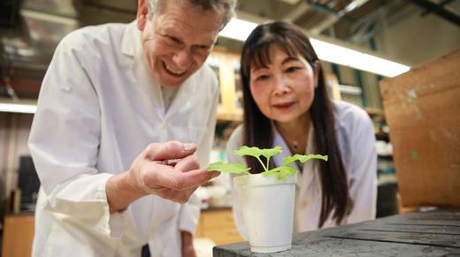 Stanton Gelvin (left), the Edwin Umbarger Distinguished Professor of Biology, and Lan-Ying Lee, research scientist, in the Department of Biological Sciences of Purdue University’s College of Science have developed Agrobacterium strains that deliver T-DNA to plants but do not integrate this DNA into the plant genome. The plants can still be modified to express valued traits, but they are not transgenic. (Purdue University College of Science photo/Alisha Referda)