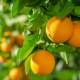 Oranges on the tree, ripening slowly and taking on flavor and size to become a sweet, juicy and delicious fruit.