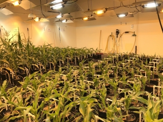 An image of "Meaty Corn" in the company's growing test facility.