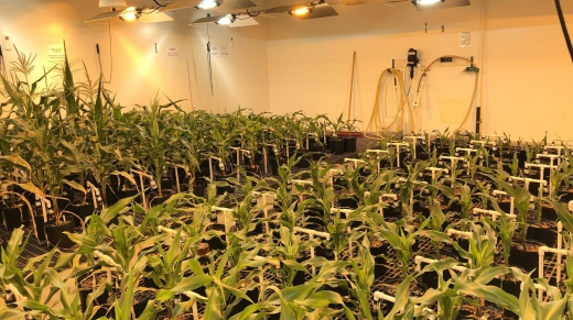 An image of "Meaty Corn" in the company's growing test facility.