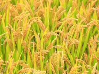 Golden rice, in the fields