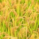 Golden rice, in the fields