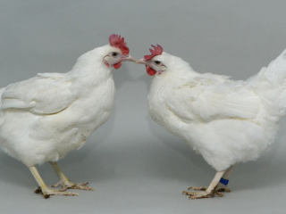 pollos2