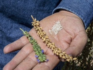 Image of farm manager holding the Rhenborg white Chia seed flower,dried Chia husk and seeds from the husk