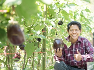 Asian farmer harvesting eggplant and showing thumb up in organic vegetable garden