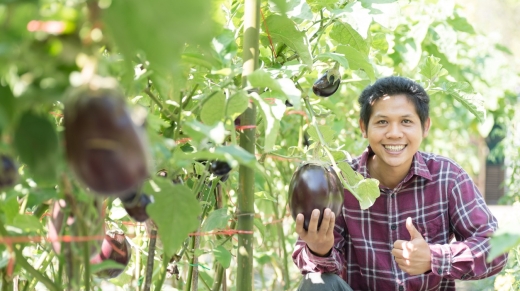 Asian farmer harvesting eggplant and showing thumb up in organic vegetable garden