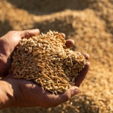 Farmer holds barley grain in his hands.