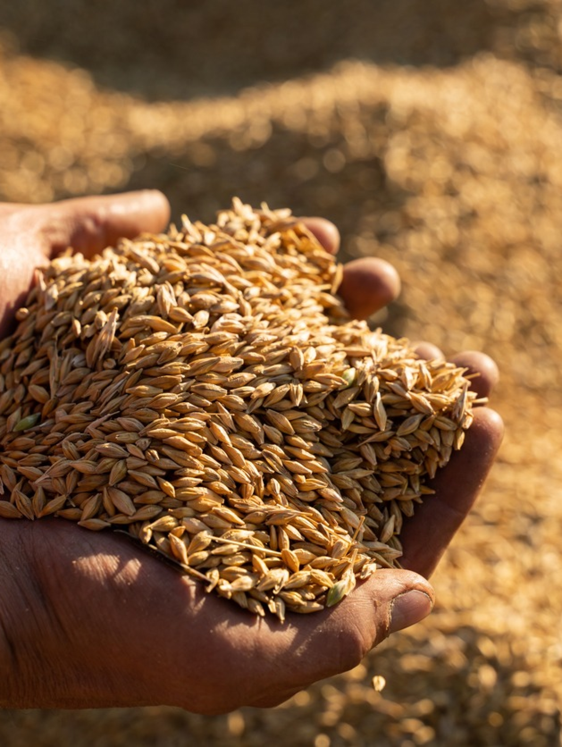 Farmer holds barley grain in his hands.