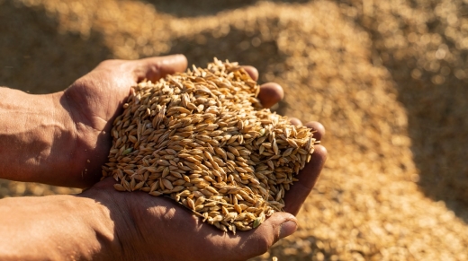 Farmer holds barley grain in his hands.