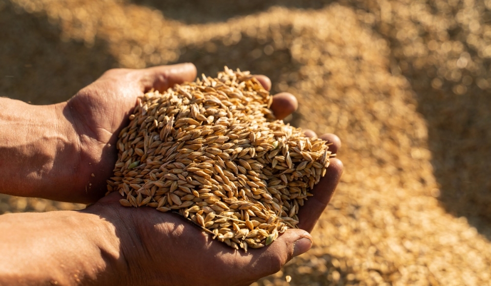 Farmer holds barley grain in his hands.