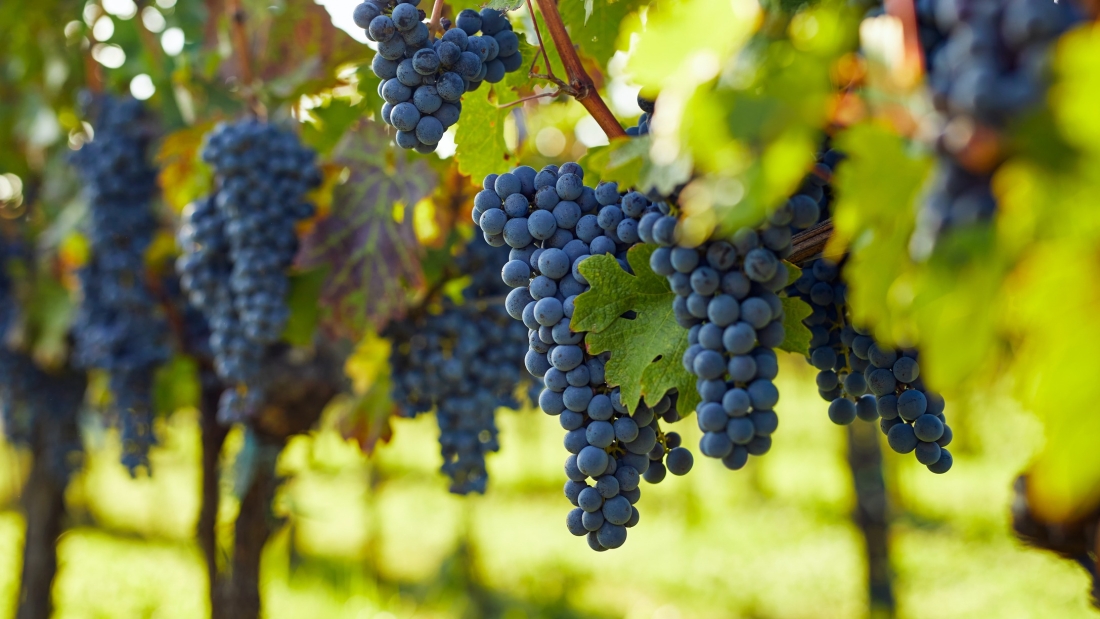 View into the vineyard row of ripe hanging blue grapes