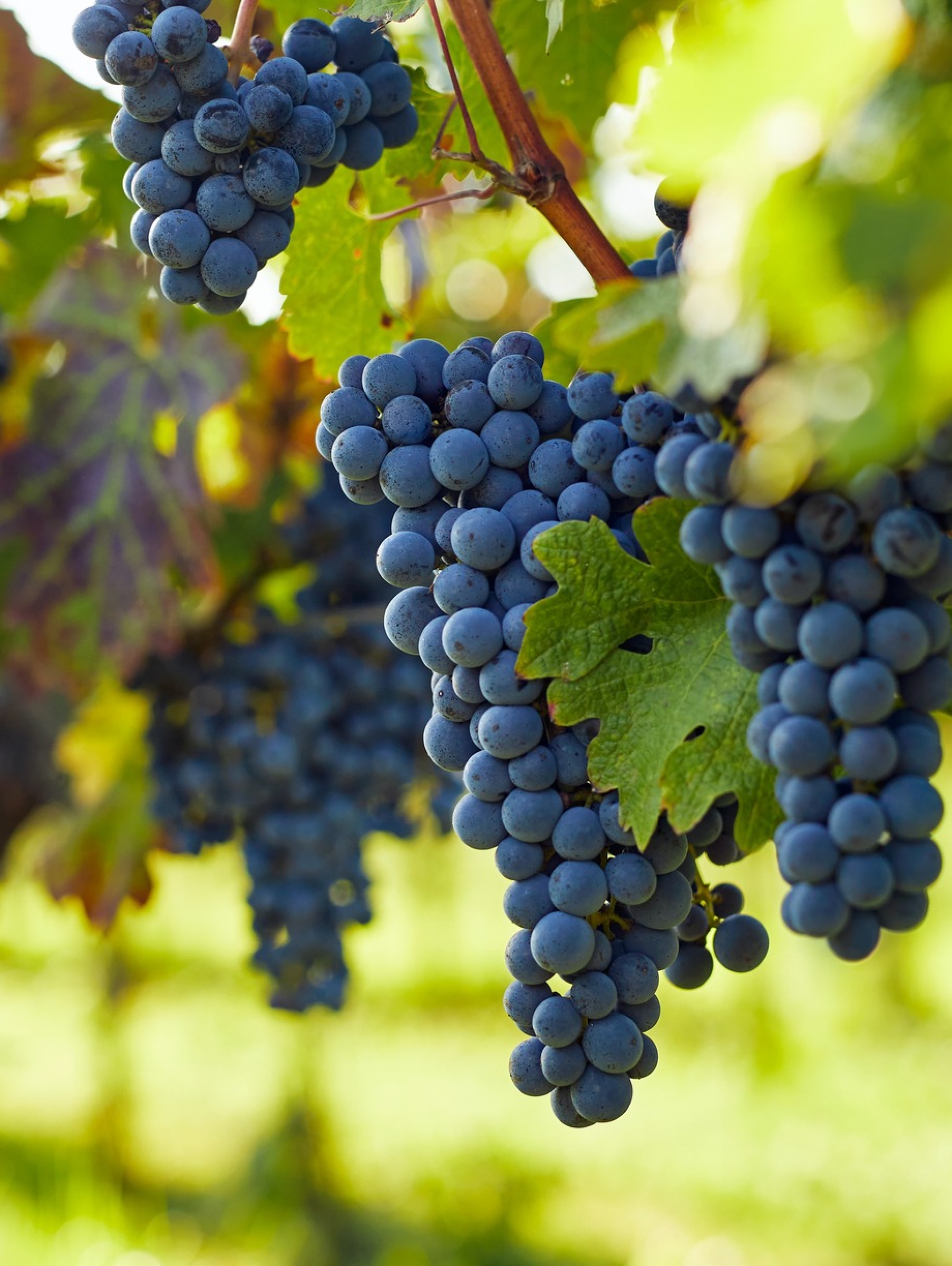 View into the vineyard row of ripe hanging blue grapes