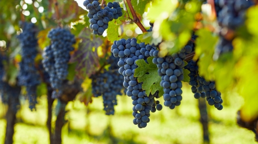 View into the vineyard row of ripe hanging blue grapes