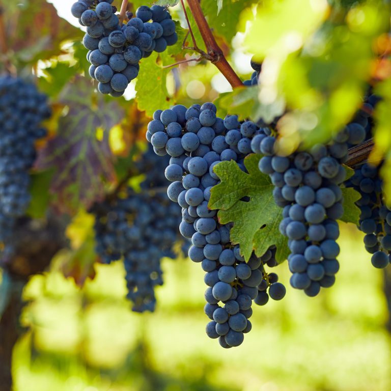 View into the vineyard row of ripe hanging blue grapes