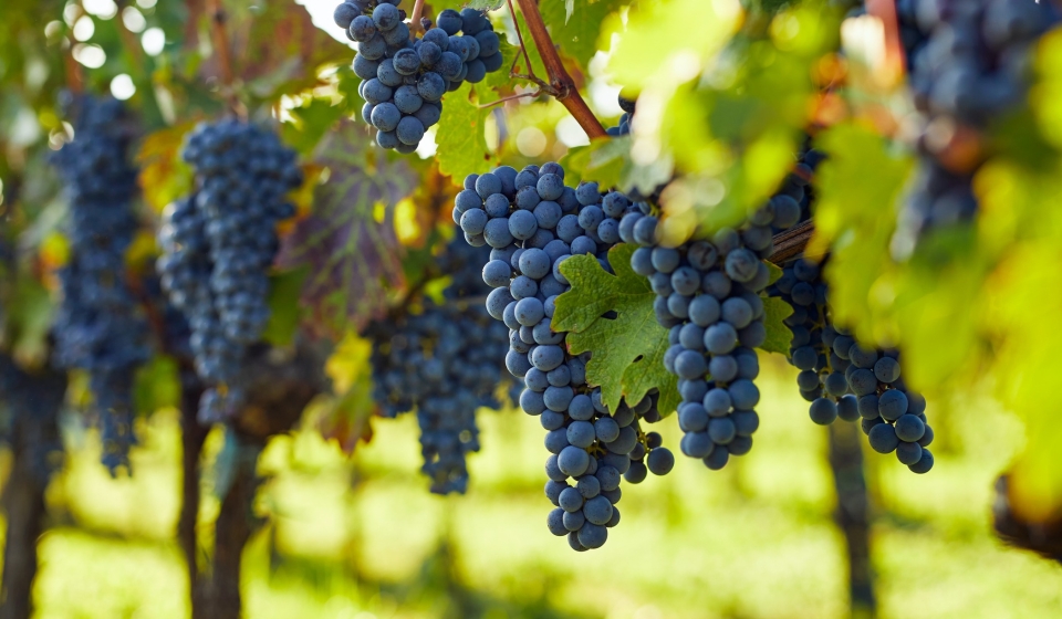 View into the vineyard row of ripe hanging blue grapes