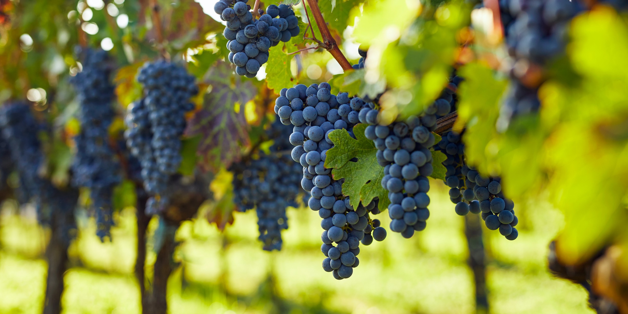 View into the vineyard row of ripe hanging blue grapes