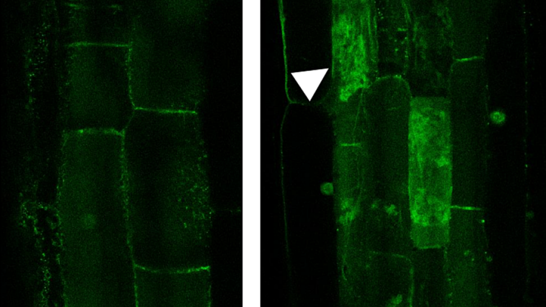 1_mycorrhiza_fluorescence