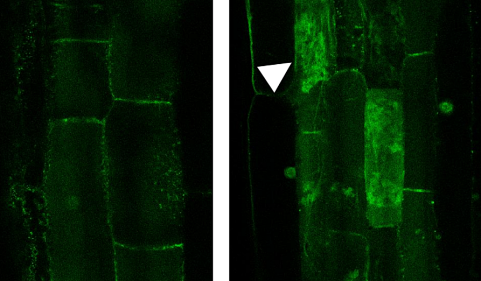 1_mycorrhiza_fluorescence