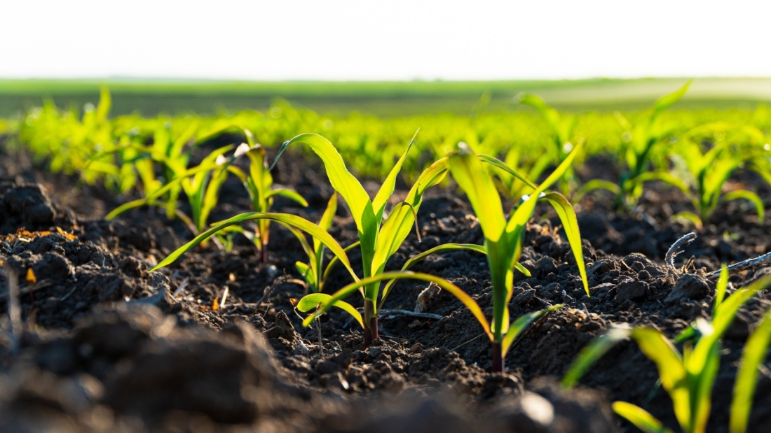 Small corn plants growing in row in cultivated field. Corn sprout, growing corn on an industrial scale. Corn agriculture. Soft focus.