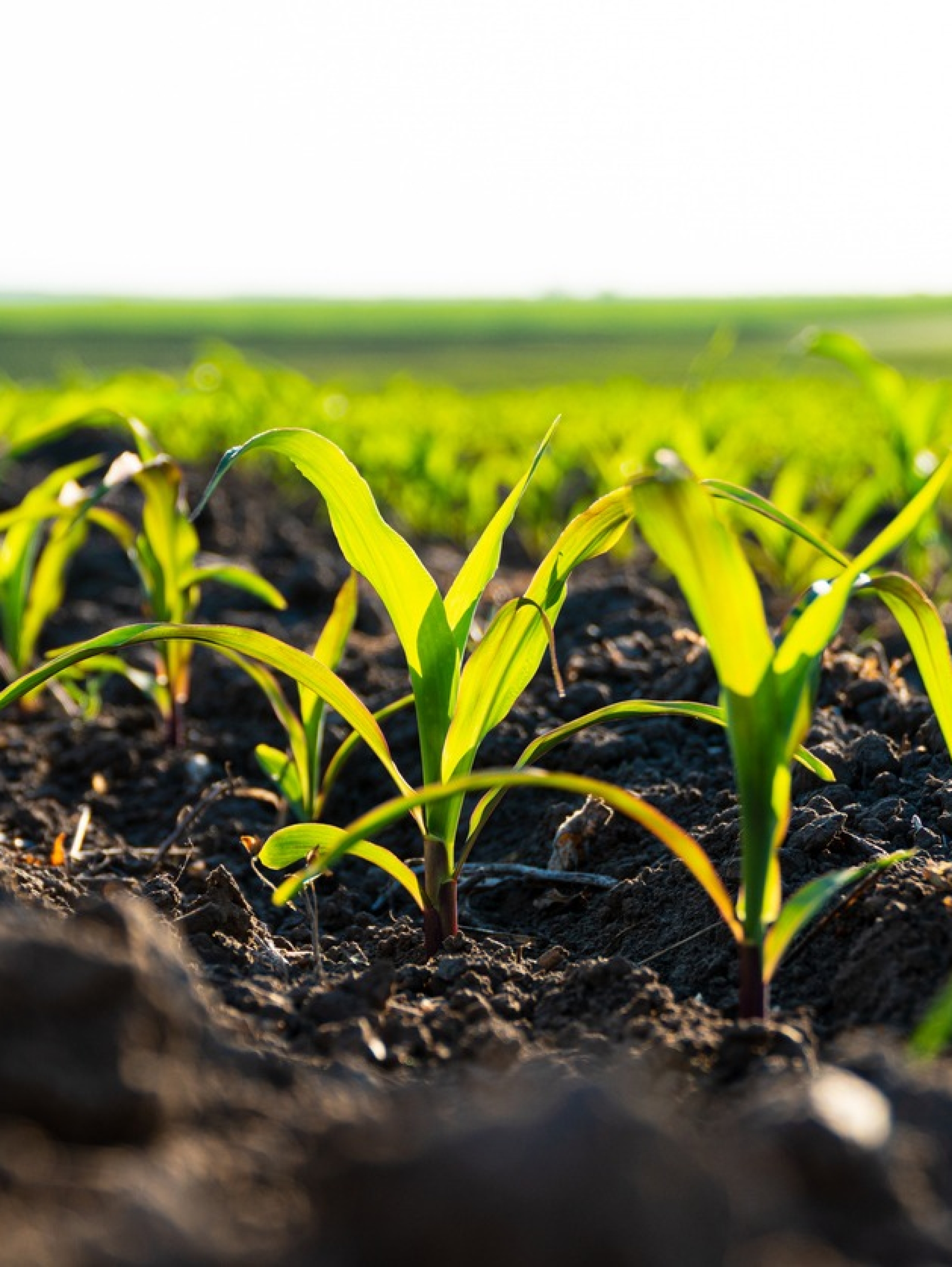 Small corn plants growing in row in cultivated field. Corn sprout, growing corn on an industrial scale. Corn agriculture. Soft focus.