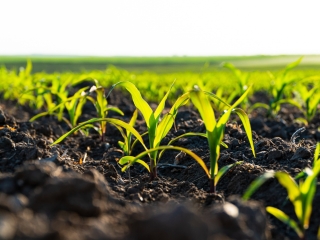 Small corn plants growing in row in cultivated field. Corn sprout, growing corn on an industrial scale. Corn agriculture. Soft focus.