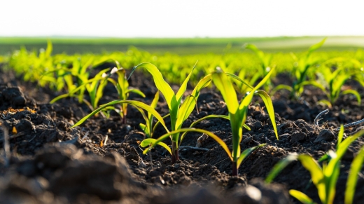 Small corn plants growing in row in cultivated field. Corn sprout, growing corn on an industrial scale. Corn agriculture. Soft focus.