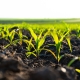 Small corn plants growing in row in cultivated field. Corn sprout, growing corn on an industrial scale. Corn agriculture. Soft focus.