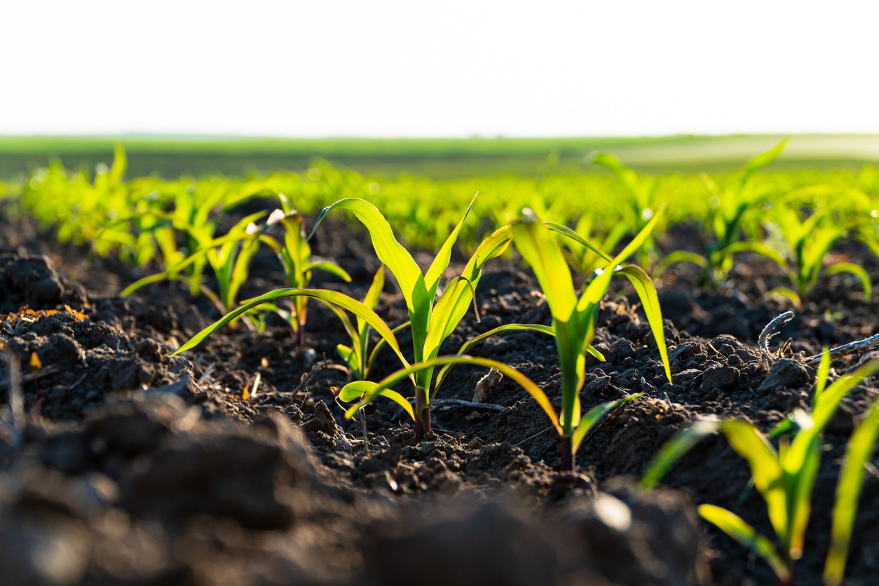 Small corn plants growing in row in cultivated field. Corn sprout, growing corn on an industrial scale. Corn agriculture. Soft focus.