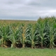 corn short1