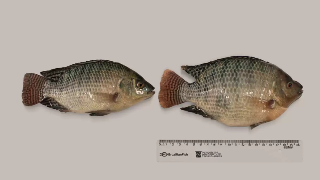 tilapia