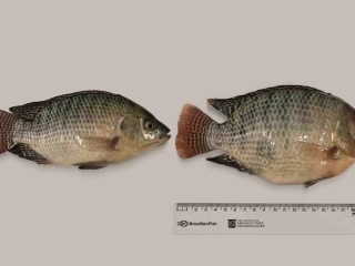 tilapia