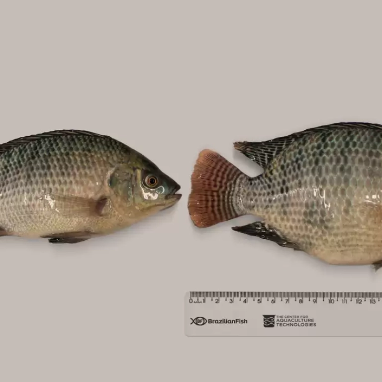 tilapia