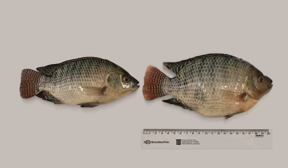 tilapia