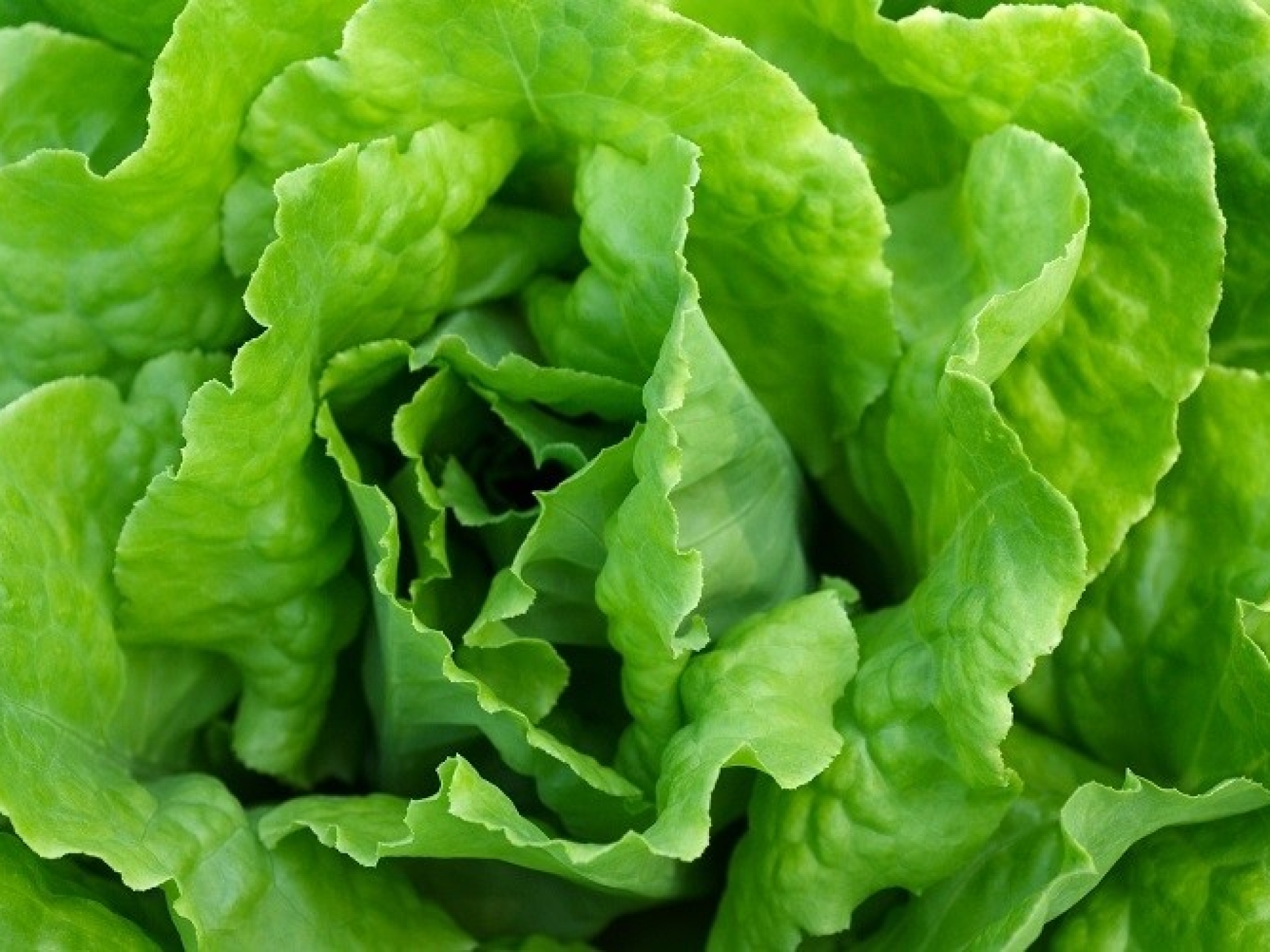 Salad detail