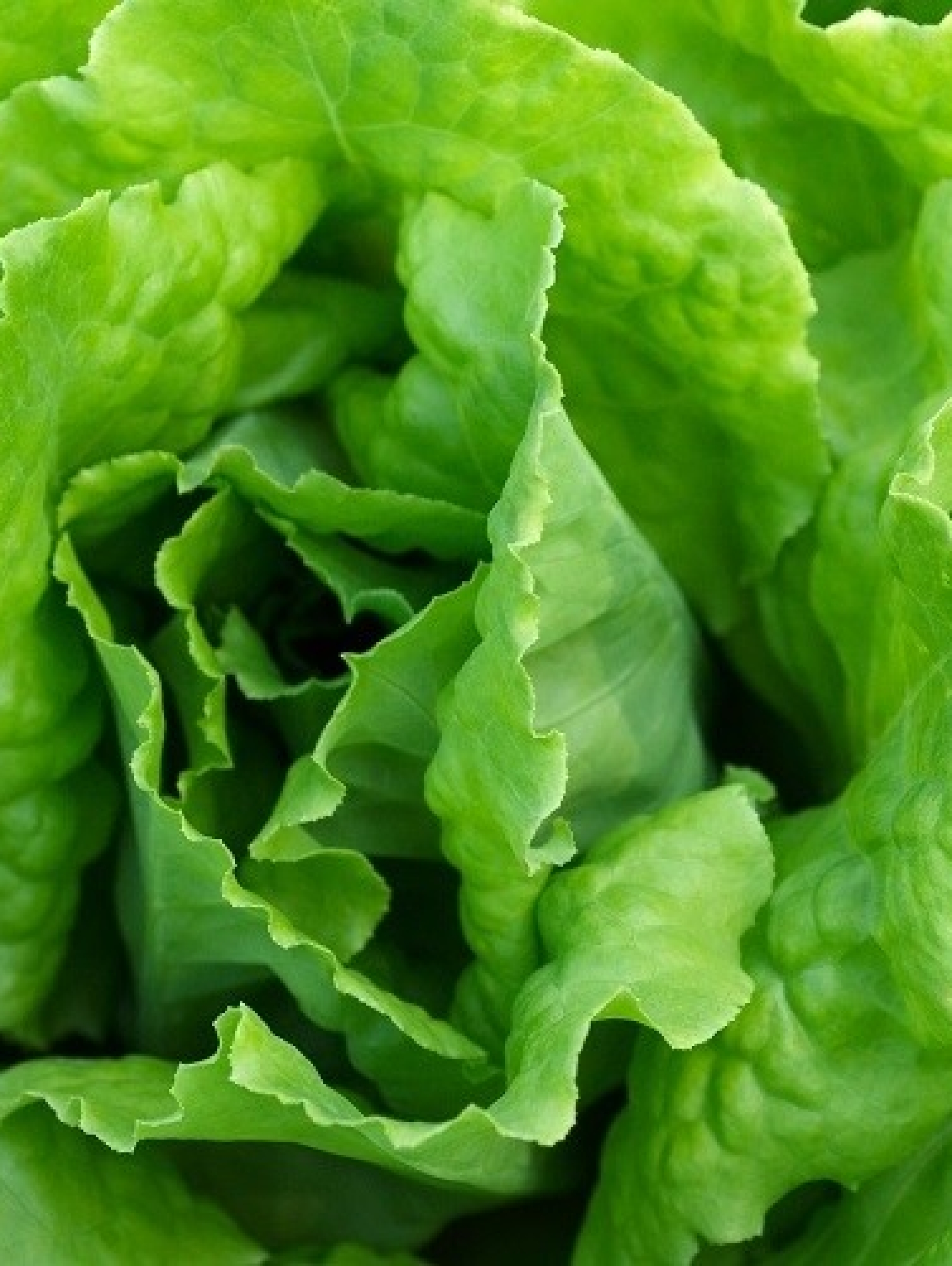 Salad detail