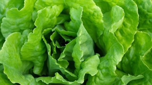 Salad detail