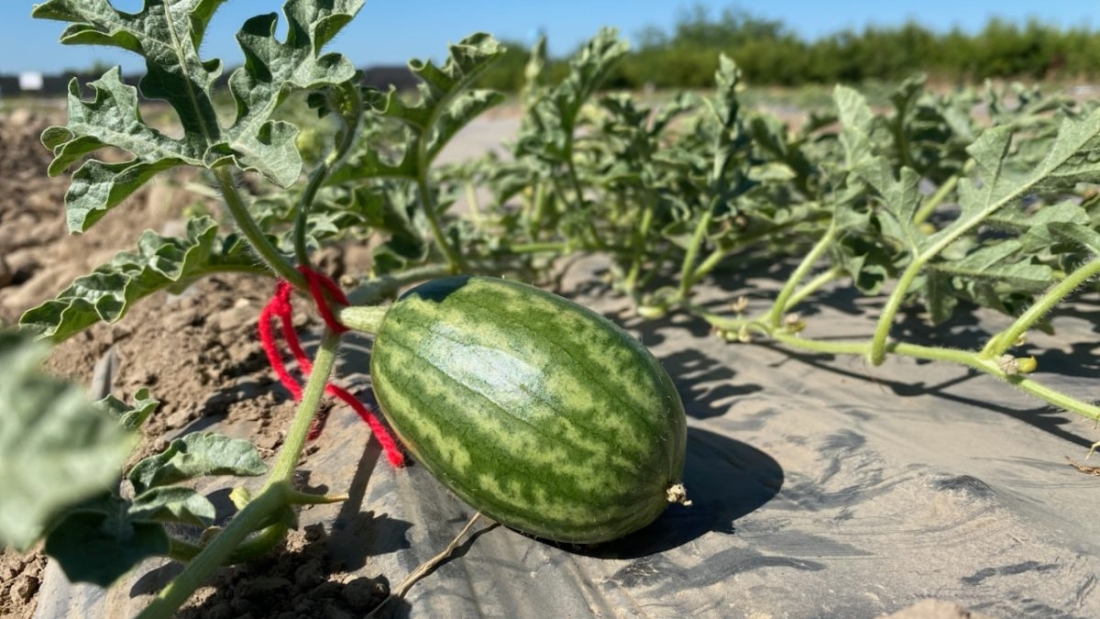 sandia1