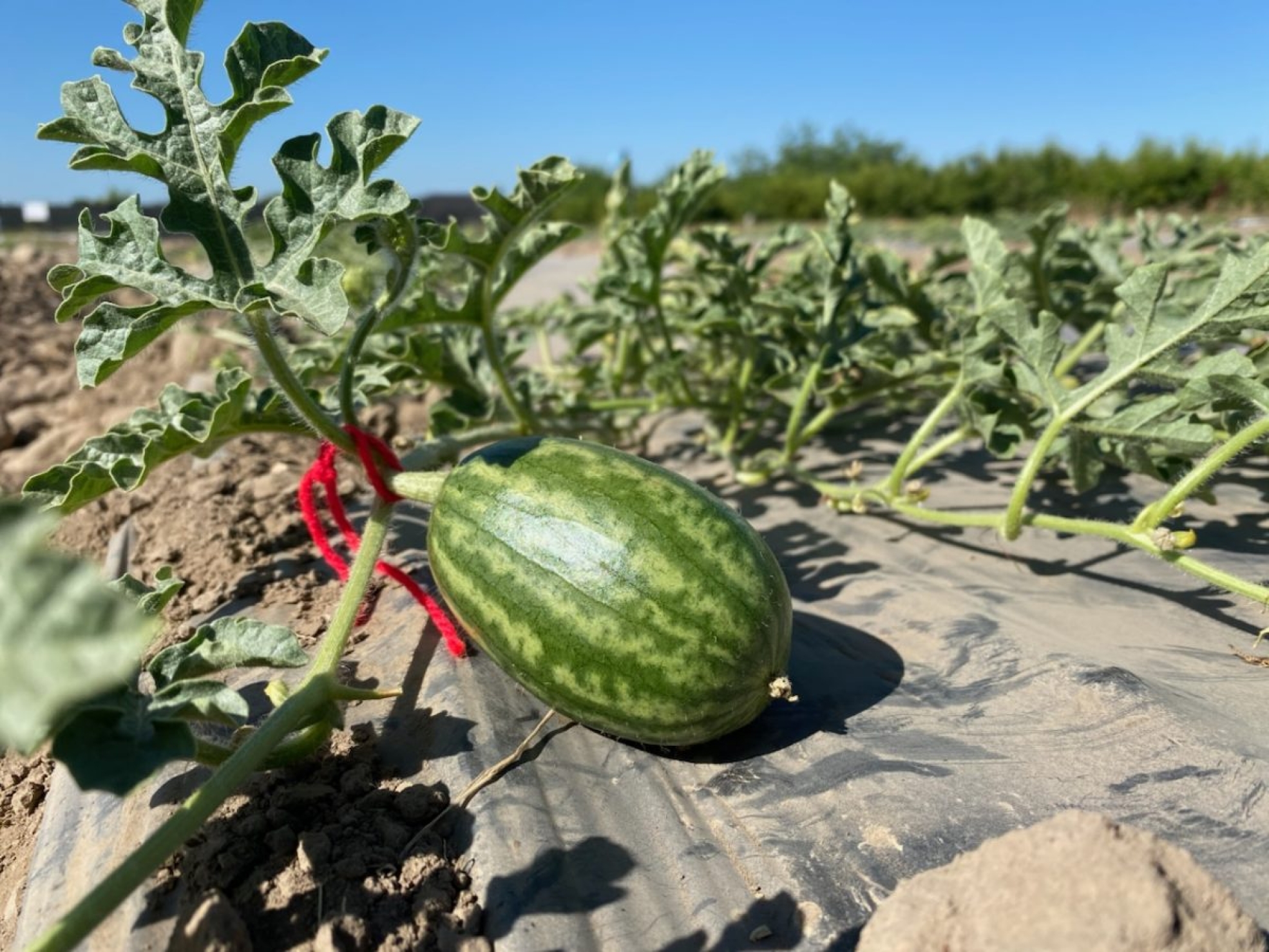 sandia1