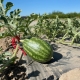 sandia1