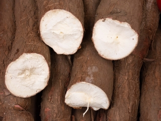 yuca1