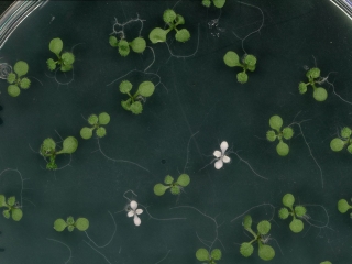 CRISPR1
