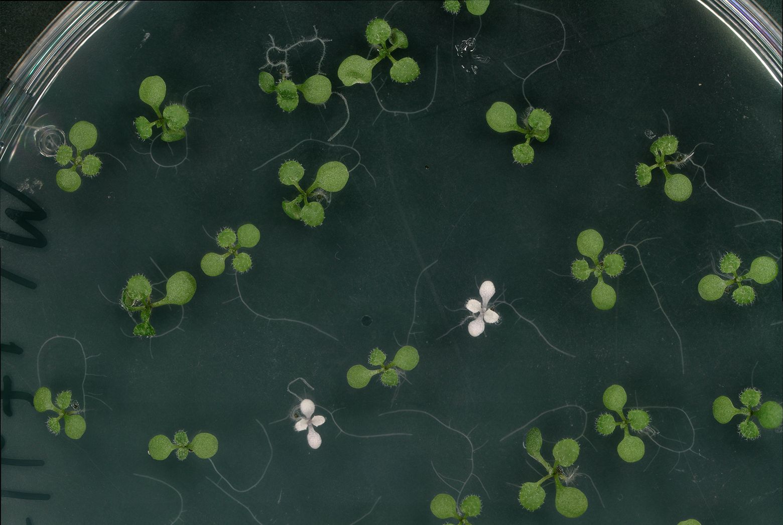 CRISPR1