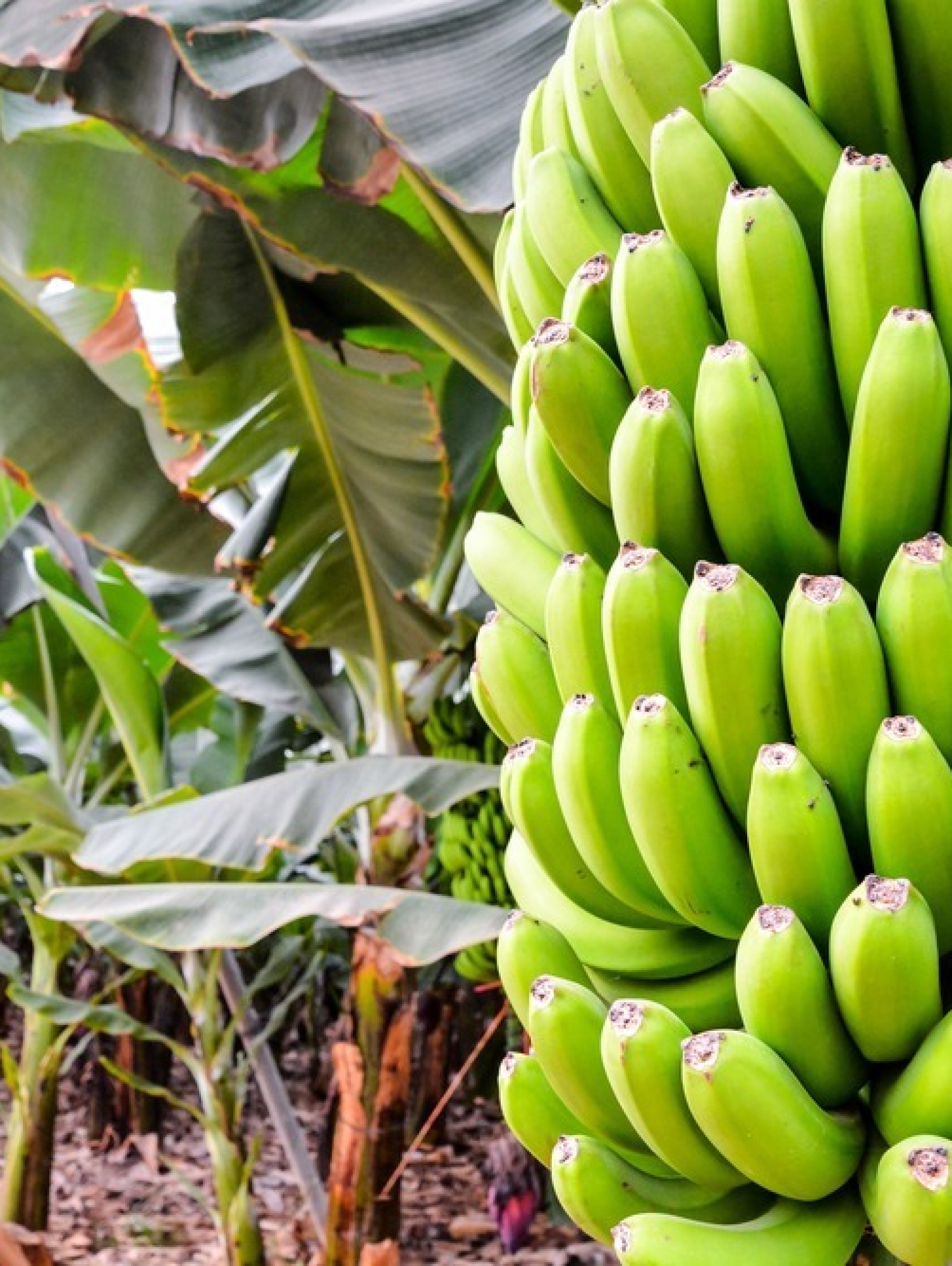 banana2