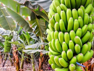banana2