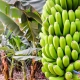 banana2