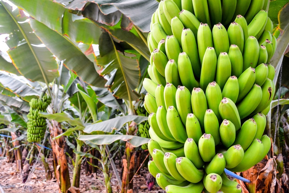 banana2
