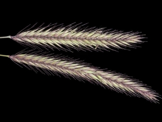 hordeum1