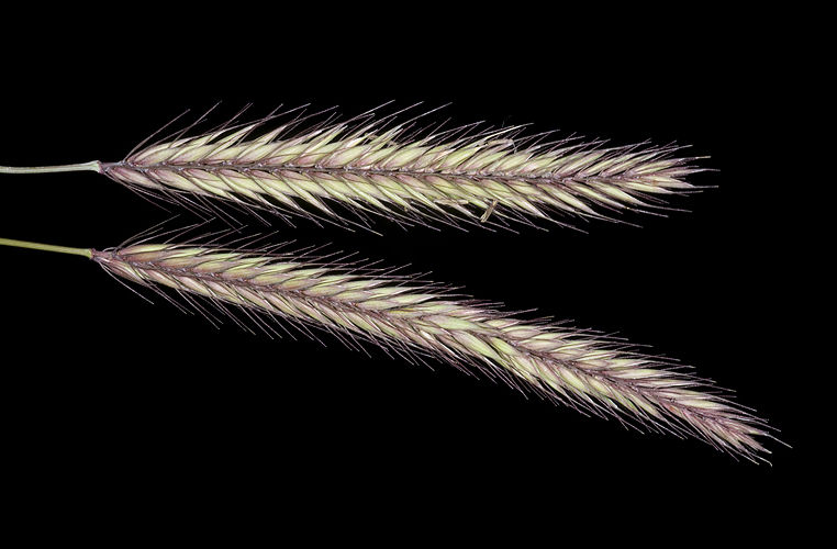 hordeum1